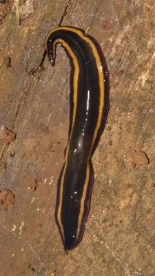  İsocrates: A Tiny Flatworm Embracing Both Burrow-Dwelling Nature and Remarkable Regeneration Abilities!