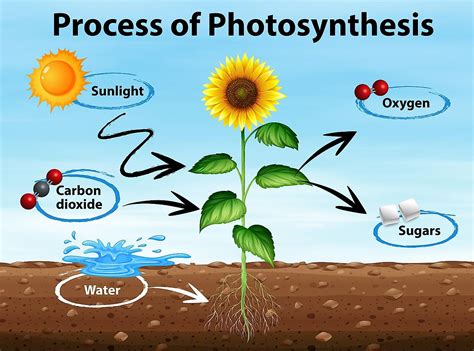  Spirotrichum Güzel Bir Mikro Dünyası Yaratır: Suyu ve Fotosentezi İç İçe Geçirerek Canlı Bir Dans Sergiliyor!