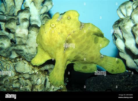  Umbrellafish, Can You Spot This Master of Disguise Living Among the Coral Reefs!