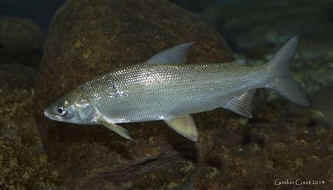  Whitefish! An Underwater Dweller Known for Its Striking Appearance and Graceful Movements