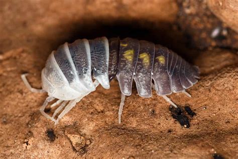  Woodlouse:  An Exoskeleton Marvel with an Unexpected Love for Damp Spaces!