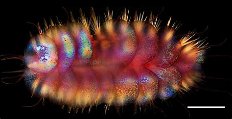 Yellow-Bodied Worm: Discover The Astonishing World of Colorful Deep-Sea Dwellers!