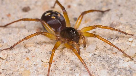  Zodariidae Örümcekleri: Gizli Avlar ve Yüksek Zıplayış Yeteneği!