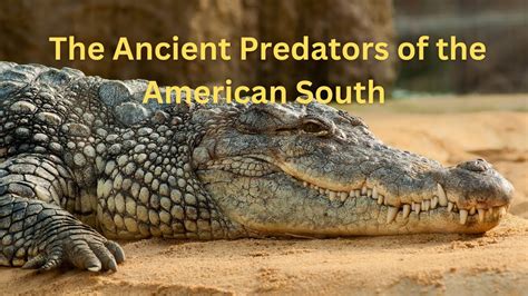  Alligator:  Can These Ancient Predators Really Shed Tears and Still Be Considered Cold-Blooded?