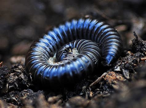  Bolivian Millipede: A Tiny Armored Tank Rolling Through the Andean Rainforest!