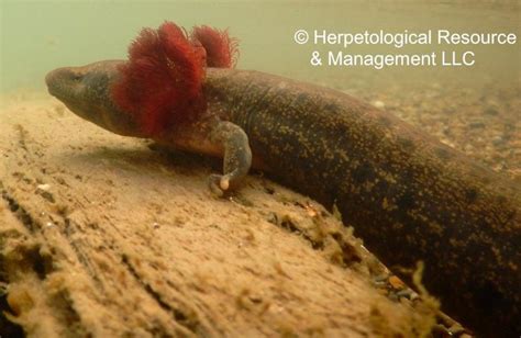  Mudpuppy: Can This Aquatic Salamander With External Gills Also Breathe Underwater?