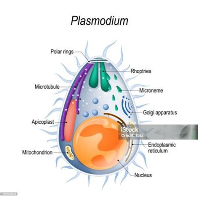 Plasmodium! Bu Gizemli Paraziti Daha Yakından Tanıyalım: Yalnızca Bir Hücre, Bir Dünyada Başarılı Bir Yolculuk!