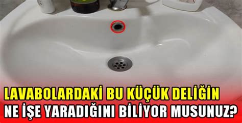  Porsuk! Yaban Hayatı Gizemleriyle Dolu Bu Küçük Memeliyi Tanıyor Musunuz?