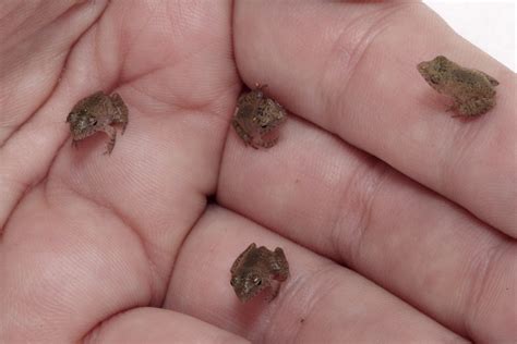  Queensland Leaf Frog: A Miniature Masterpiece Hiding in Plain Sight!