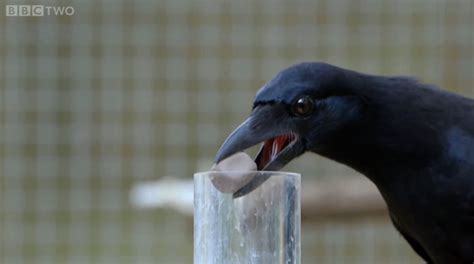 Ravens: Can These Intelligent Birds Really Solve Complex Puzzles And Remember Human Faces?