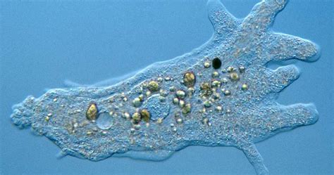  Tubulinea! Can You Believe This Amazing Amoeboid Lives Within Soil Grains?