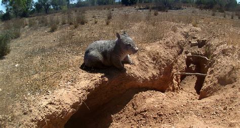  Vombats: Exploring the Underground Lifestyle of These Curious Australian Diggers!