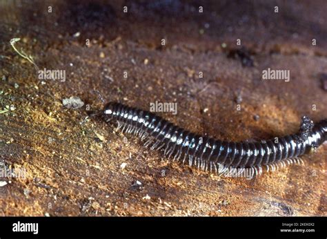  White-Legged Millipede: A Crawling Champion With More Legs Than You Can Count!