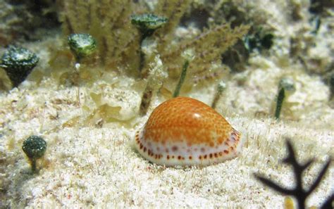  Yellow Cowrie Deniz Kabuğu: Renkli ve Desenli Bir Dünyanın Kapısı!