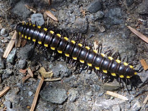  Yellow-Spotted Millipede: Can This Slow, Armored Crawler Really Conquer Mountains?