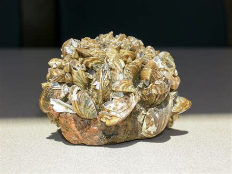  Zebra Mussel: An Invasive Bivalve That's Taking Over the World's Waterways!